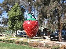 The big strawberry